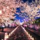 Japón, primeros pronósticos sobre el florecimiento de los cerezos 2016